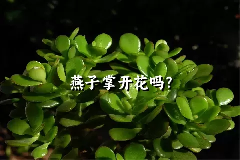 燕子掌开花吗？