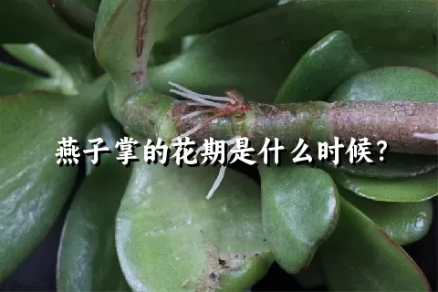 燕子掌的花期是什么时候？