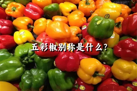 五彩椒别称是什么？