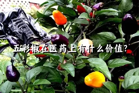 五彩椒在医药上有什么价值？