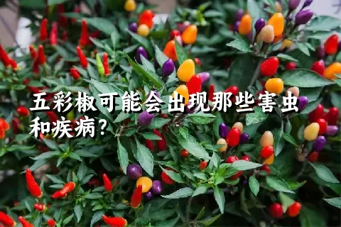 五彩椒可能会出现那些害虫和疾病？