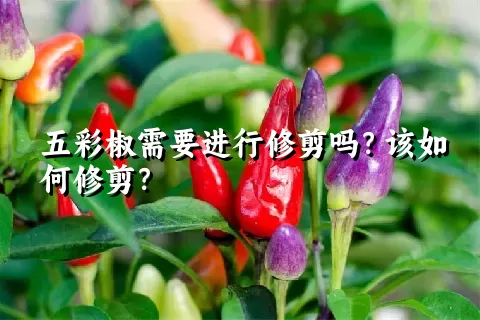 五彩椒需要进行修剪吗？该如何修剪？