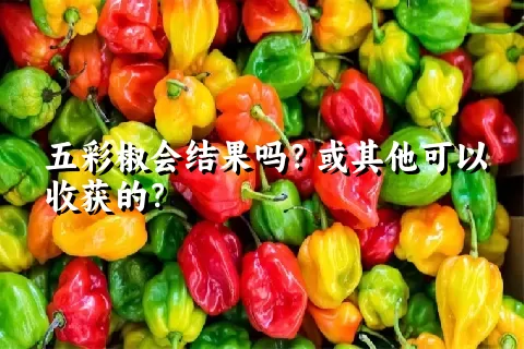 五彩椒会结果吗？或其他可以收获的？