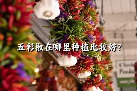 五彩椒在哪里种植比较好？