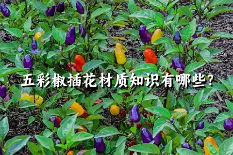 五彩椒插花材质知识有哪些？