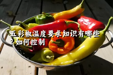 五彩椒温度要求知识有哪些？如何控制