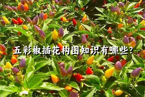 五彩椒插花构图知识有哪些？