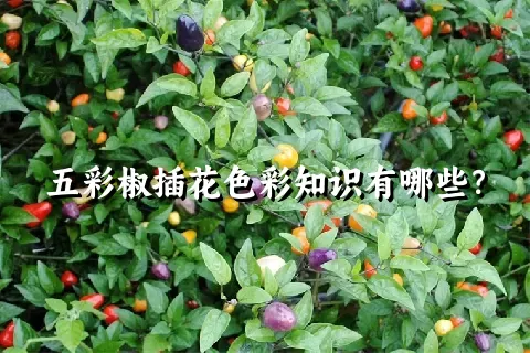 五彩椒插花色彩知识有哪些？