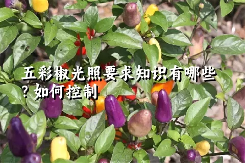 五彩椒光照要求知识有哪些？如何控制