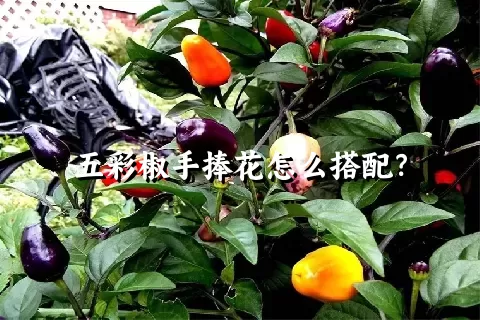 五彩椒手捧花怎么搭配？