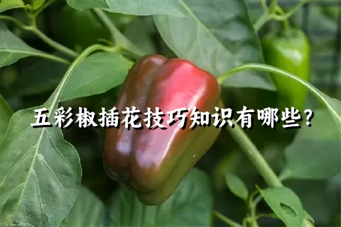 五彩椒插花技巧知识有哪些？