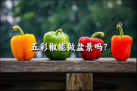 五彩椒能做盆景吗？