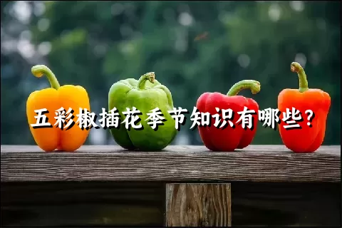 五彩椒插花季节知识有哪些？