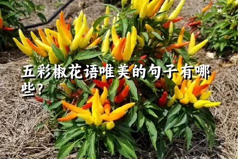 五彩椒花语唯美的句子有哪些？