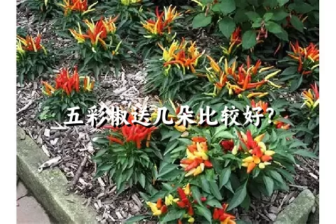 五彩椒送几朵比较好？