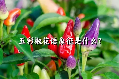 五彩椒花语象征是什么？