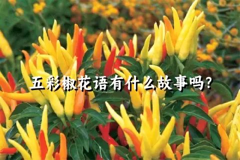 五彩椒花语有什么故事吗？