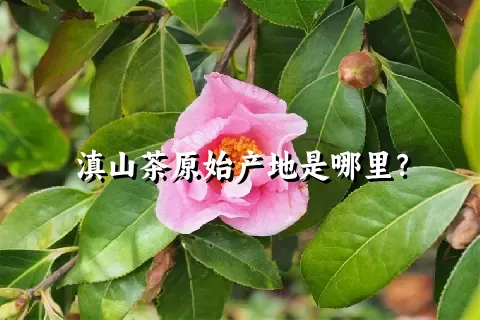 滇山茶原始产地是哪里？