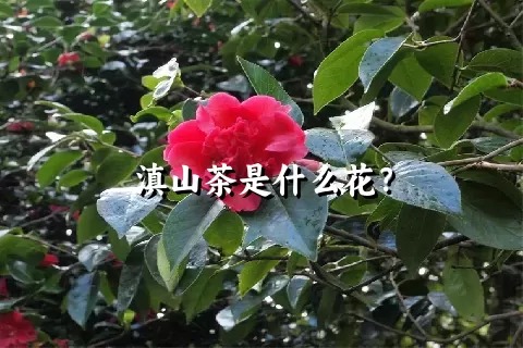 滇山茶是什么花？