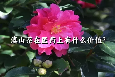 滇山茶在医药上有什么价值？