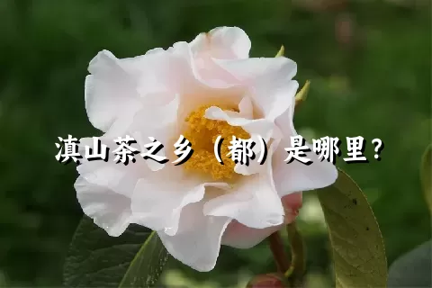 滇山茶之乡（都）是哪里？