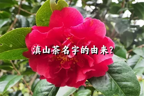 滇山茶名字的由来？