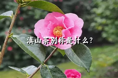 滇山茶别称是什么？