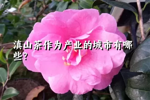 滇山茶作为产业的城市有哪些？