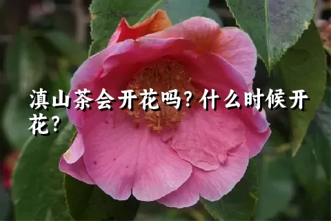 滇山茶会开花吗？什么时候开花？