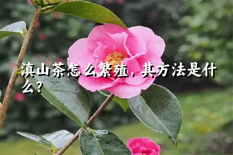 滇山茶怎么繁殖，其方法是什么？