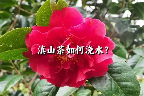 滇山茶如何浇水？