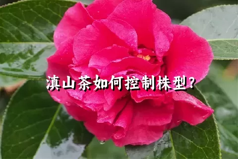 滇山茶如何控制株型？