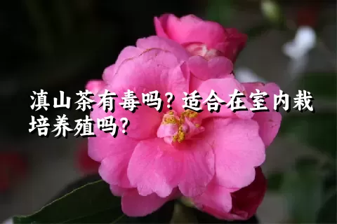 滇山茶有毒吗？适合在室内栽培养殖吗？