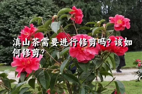 滇山茶需要进行修剪吗？该如何修剪？