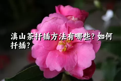 滇山茶扦插方法有哪些？如何扦插？