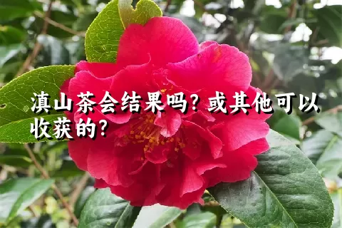 滇山茶会结果吗？或其他可以收获的？