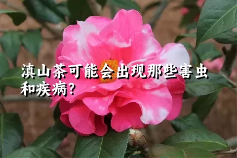 滇山茶可能会出现那些害虫和疾病？