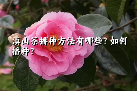 滇山茶播种方法有哪些？如何播种？