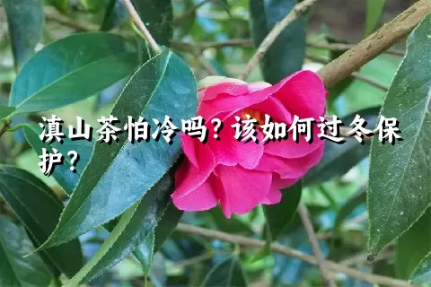 滇山茶怕冷吗？该如何过冬保护？