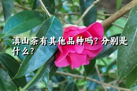 滇山茶有其他品种吗？分别是什么？