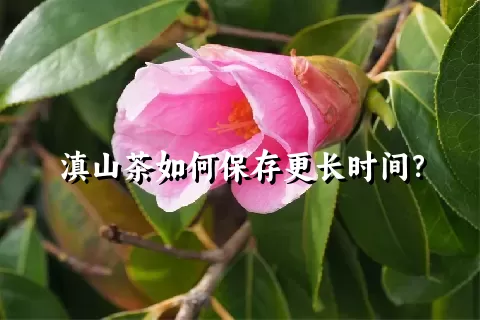 滇山茶如何保存更长时间？