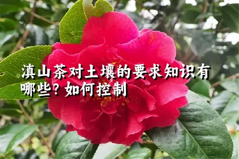 滇山茶对土壤的要求知识有哪些？如何控制