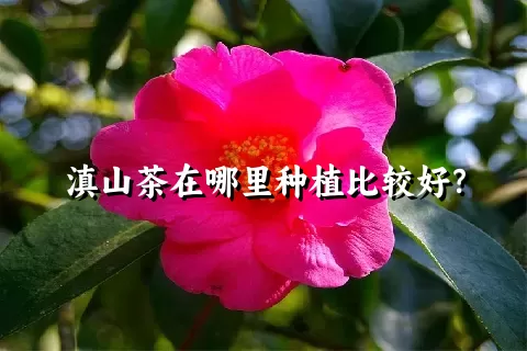 滇山茶在哪里种植比较好？