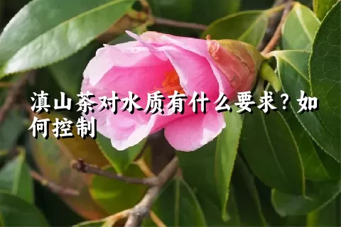 滇山茶对水质有什么要求？如何控制