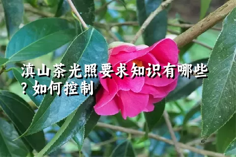 滇山茶光照要求知识有哪些？如何控制