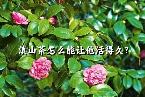 滇山茶怎么能让他活得久？