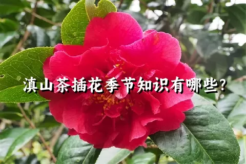 滇山茶插花季节知识有哪些？