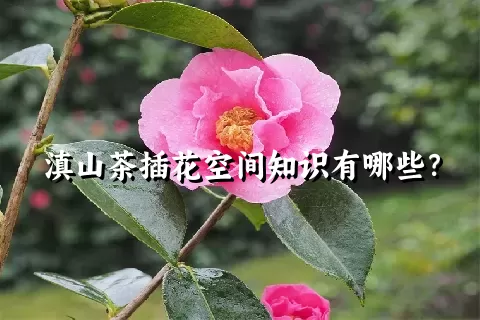 滇山茶插花空间知识有哪些？