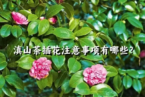 滇山茶插花注意事项有哪些？