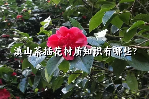 滇山茶插花材质知识有哪些？